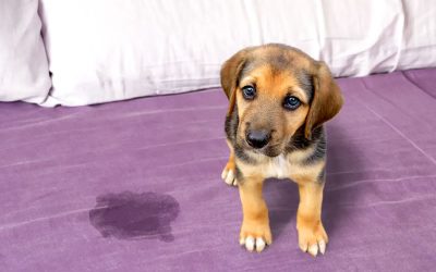 ¿Cómo Limpiar Pipi de Perro de un Colchón? Tutorial Paso a Paso