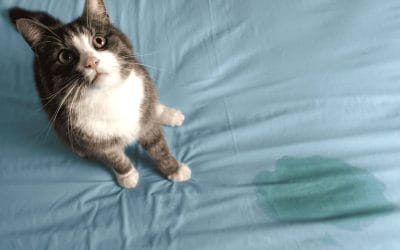 ¿Cómo Limpiar Orina de Gato de un Colchón? Tutorial Paso a Paso