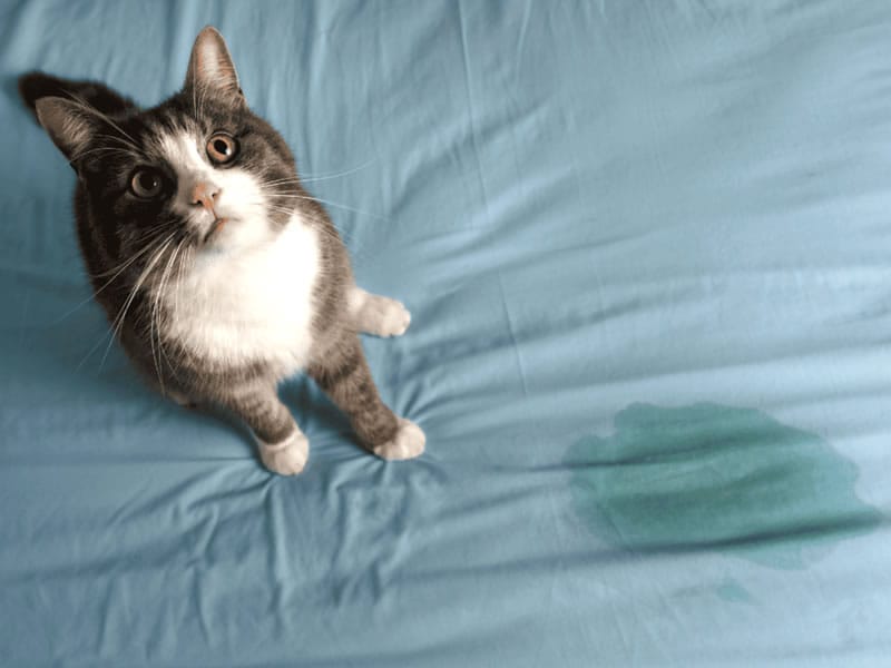 Como Limpiar Orina de Gato de un Colchón Tutorial Paso a Paso