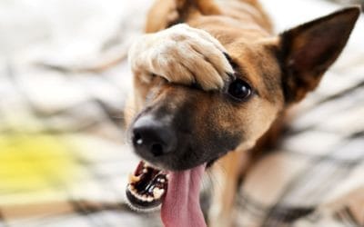 ¿Cómo Lavar Orina de Perro de un Colchón? Tutorial Paso a Paso