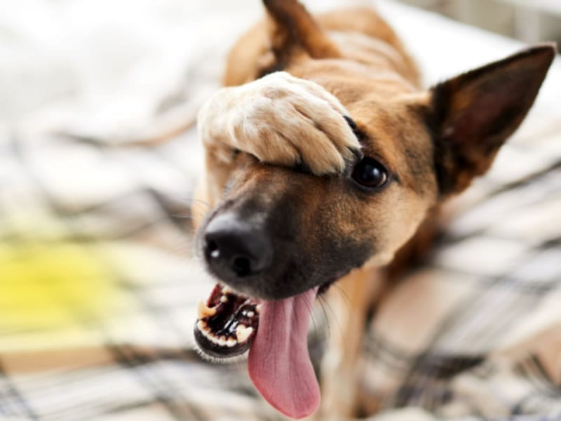 Como Lavar Orina de Perro de un Colchon Tutorial Paso a Paso Como Lavar Orina de Perro de un Colchon Tutorial Paso a Paso