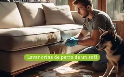 ¿Cómo Lavar Orina de Perro de un Sofá? Tutorial Paso a Paso