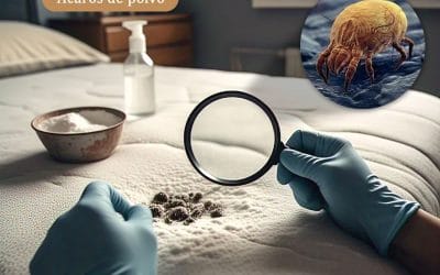 Remedio Casero para Quitar Ácaros de un Colchón Tutorial Paso a Paso